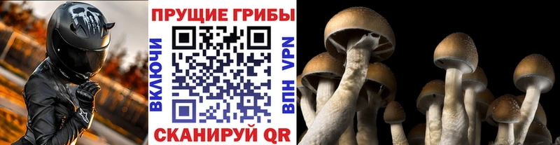 Псилоцибиновые грибы мицелий  Горячеводский 